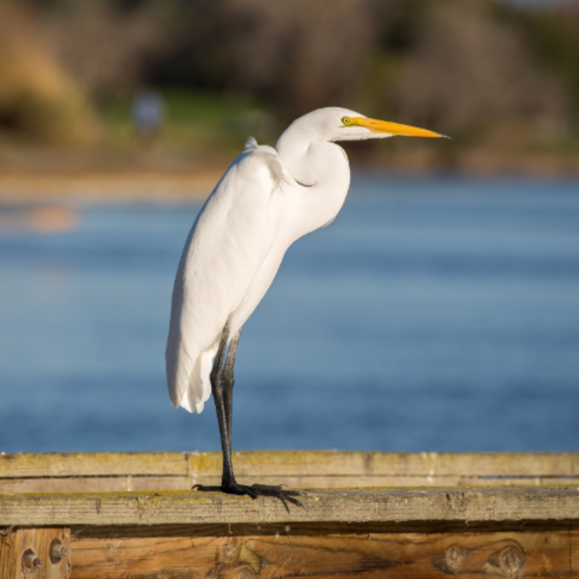 Legyél Te is ifjú kócsagőr!