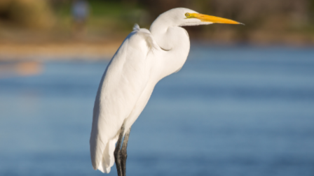 Legyél Te is ifjú kócsagőr!