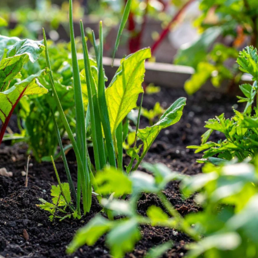 Konyhakert márciusban: ha most elveted, tavasszal már fogyaszthatod ezeket a zöldségeket