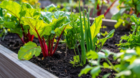 Konyhakert márciusban: ha most elveted, tavasszal már fogyaszthatod ezeket a zöldségeket