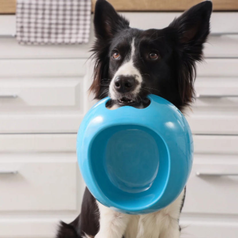 Mi kerül a kutya tányérjába?