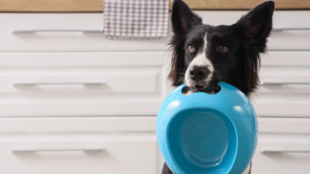 Mi kerül a kutya tányérjába?