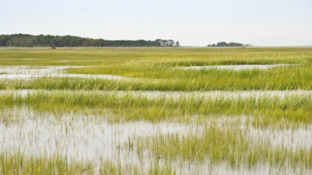 Megújul a Kócsagvár, a magyar természetvédelem ikonikus központja