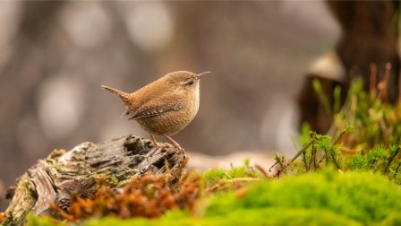 Kicsi a bors, de hangos – Az ökörszem a cserjeszint apró takarítója