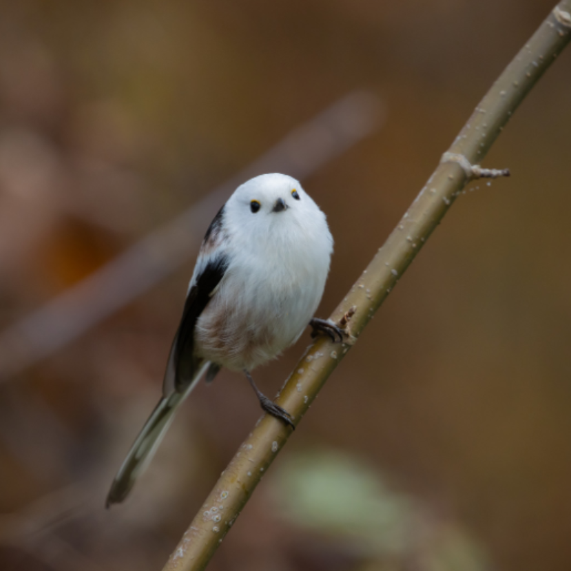 Láttátok már, hogyan építi fészkét az őszapó?