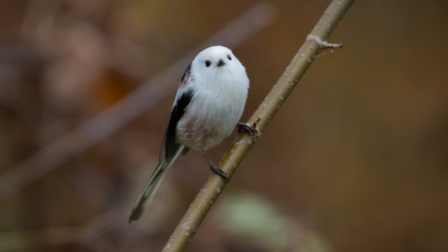 Láttátok már, hogyan építi fészkét az őszapó?