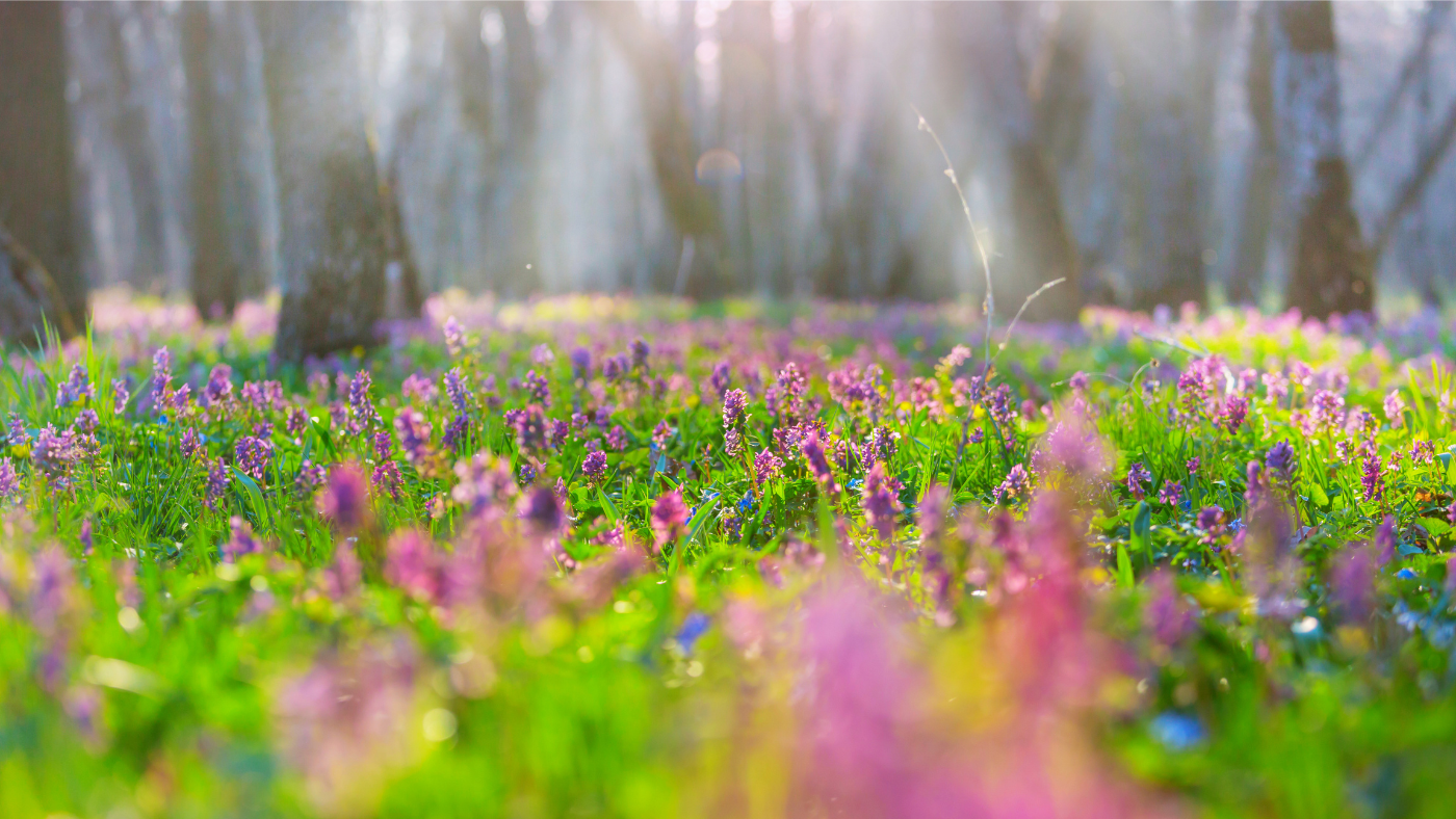 Kora tavaszi virághatározó – Ezeket a szépségeket már megcsodálhatod az erdőben