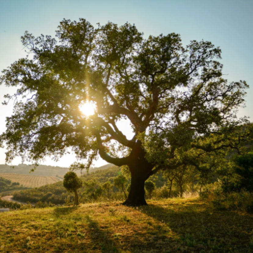 A magyar erdők jövője – Mit tehetünk, hogy ne váljon szteppévé az ország?