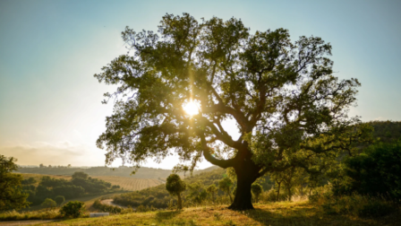 A magyar erdők jövője – Mit tehetünk, hogy ne váljon szteppévé az ország?