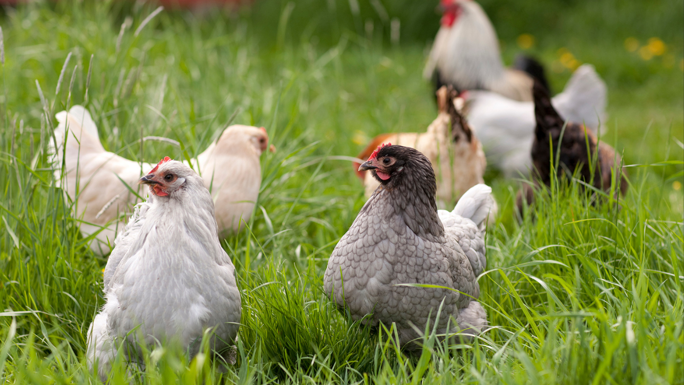 Tudod, melyik a neked való tyúkfajta?
