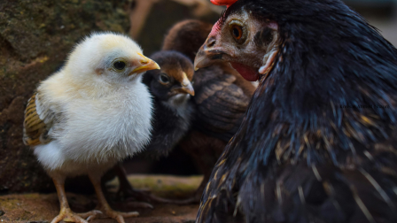 Tyúkok nélkül lehet élni, de nem érdemes: te tudod, hogyan kell jól tartani a baromfit? – Könyvajánló