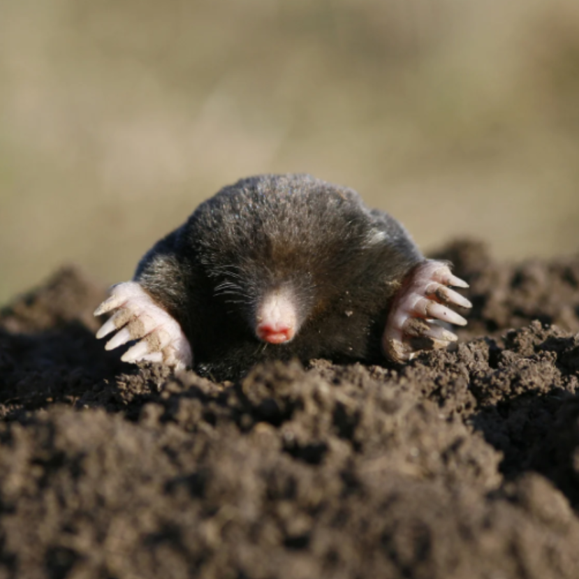 Ne bánjuk a vakondtúrásokat a kertünkben!