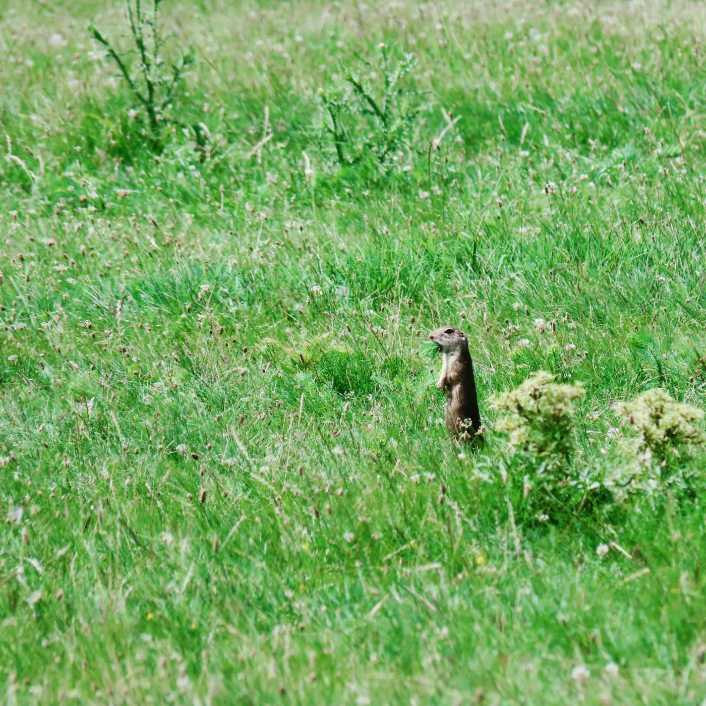 A hazai gyepek fajgazdagsága az esőerdőkével vetekszik | Greendex-podcast