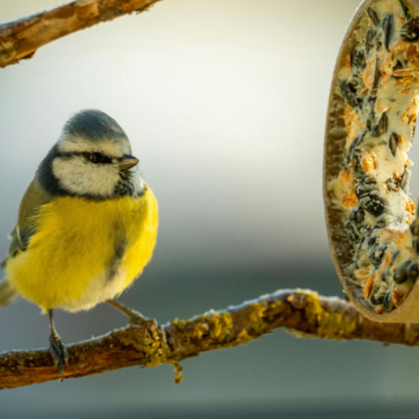 Miért gyűjtenek cigarettacsikkeket a cinegék?