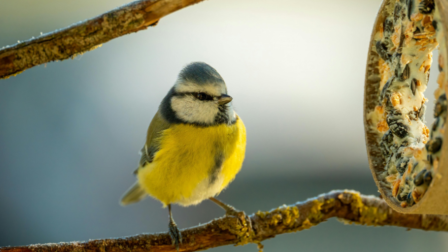 Miért gyűjtenek cigarettacsikkeket a cinegék?
