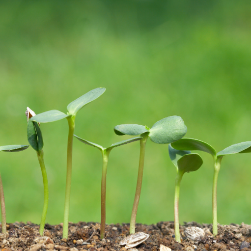 Mi kel ki? – Kísérletezés magpapírral