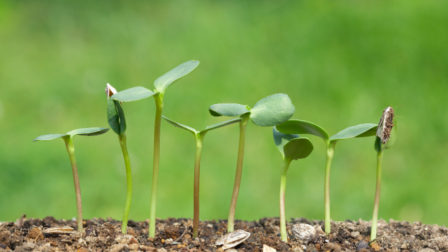 Mi kel ki? – Kísérletezés magpapírral