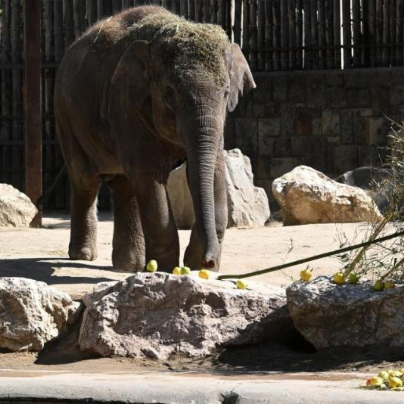 Samut, az ötéves elefántot köszöntötték