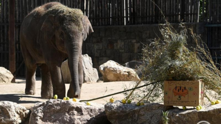 Samut, az ötéves elefántot köszöntötték
