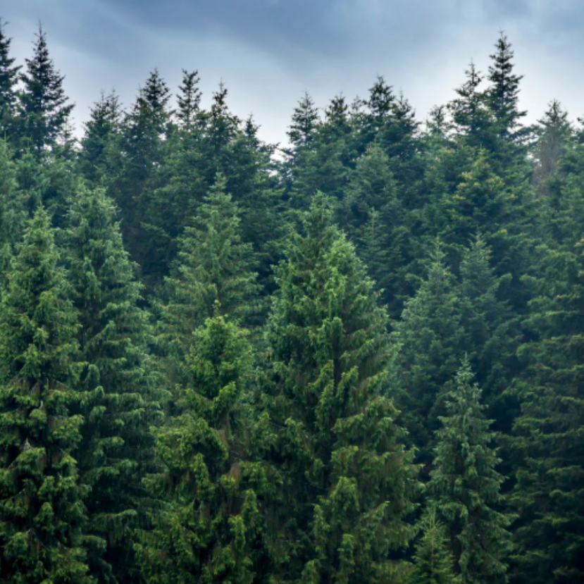 A klímaváltozás előrehaladását jelzi a lucfenyők gyorsuló pusztulása