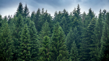 A klímaváltozás előrehaladását jelzi a lucfenyők gyorsuló pusztulása