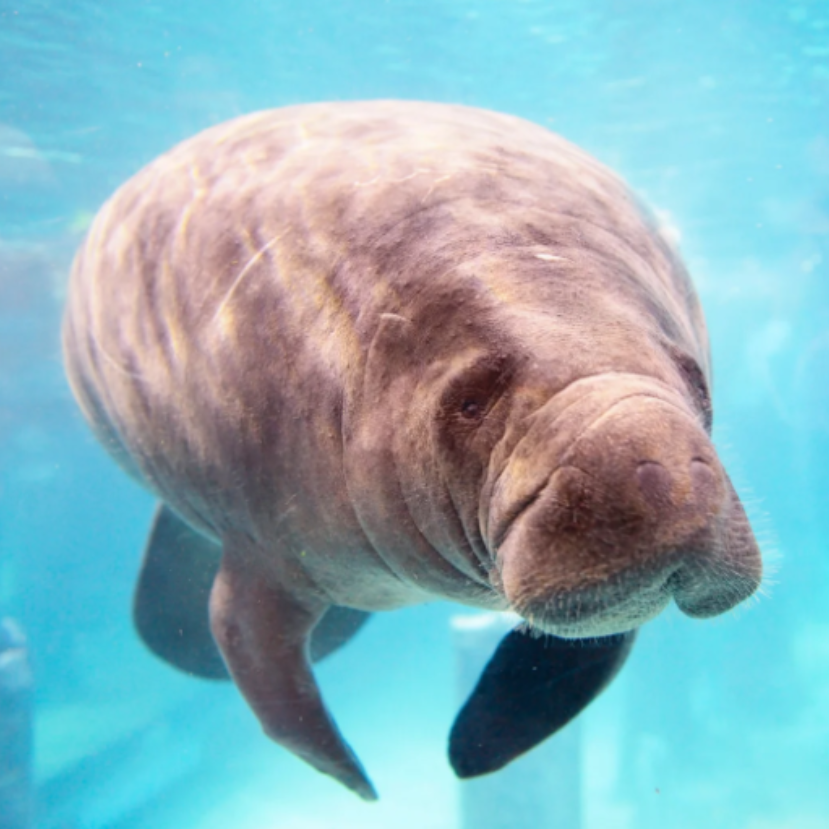 Világrekorder lett Romeo, a manátusz