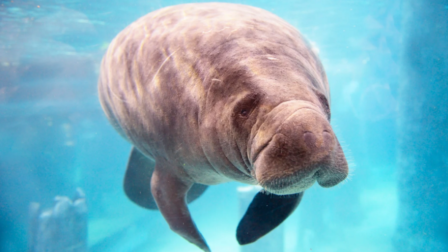 Világrekorder lett Romeo, a manátusz