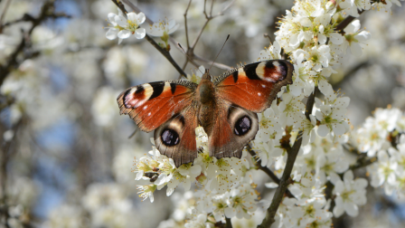A lepke, amely túléli a telet – Ismerd meg a nappali pávaszemet!