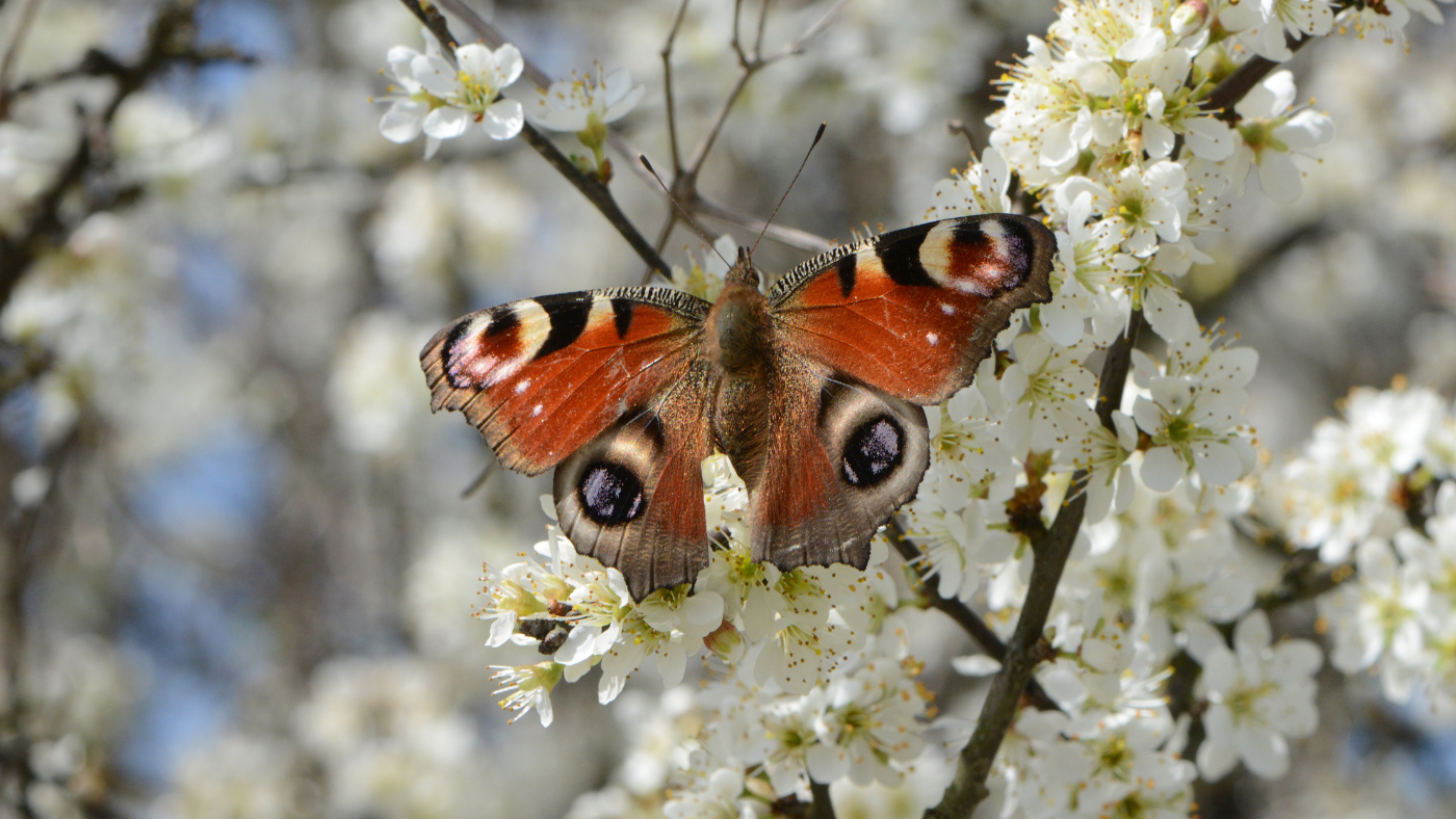 A lepke, amely túléli a telet – Ismerd meg a nappali pávaszemet!