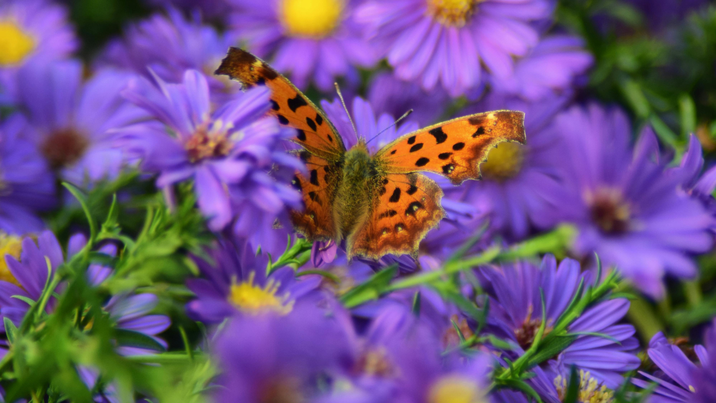 Ezeket a hibákat ne kövesd el, ha beporzókat akarsz a kertedbe!