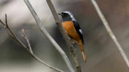 Fészekhűség, „lesből támadás” és az idős fák szeretete – Ismerd meg a kerti rozsdafarkút!