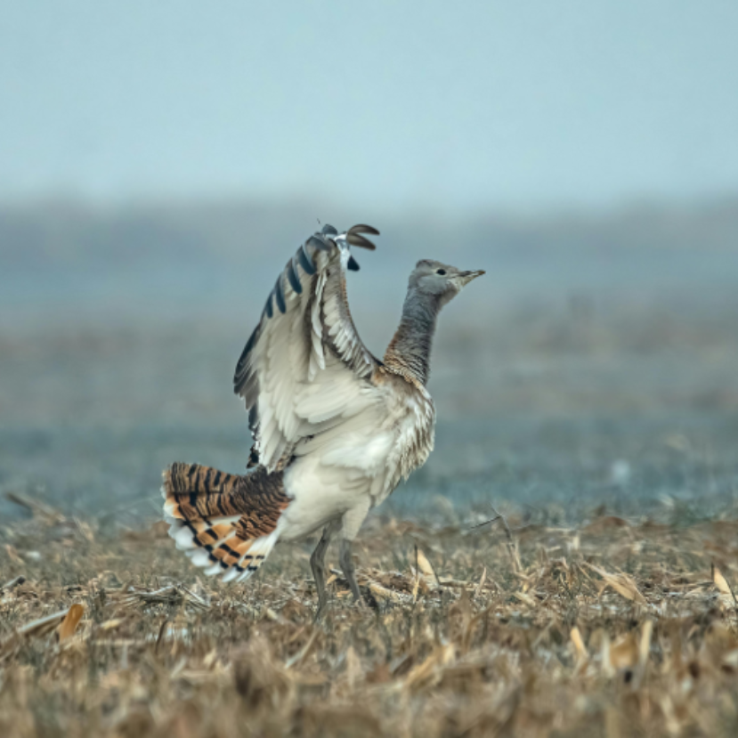 Javában zajlik a túzokok látványos dürgése