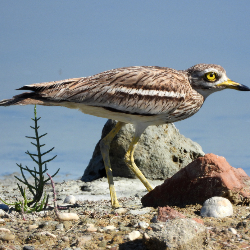 A féreghajtó szerek a gyepek élővilágát is károsítják, pedig lenne egyszerű megoldás