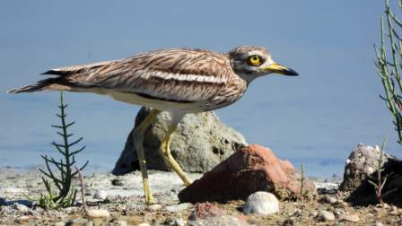 A féreghajtó szerek a gyepek élővilágát is károsítják, pedig lenne egyszerű megoldás