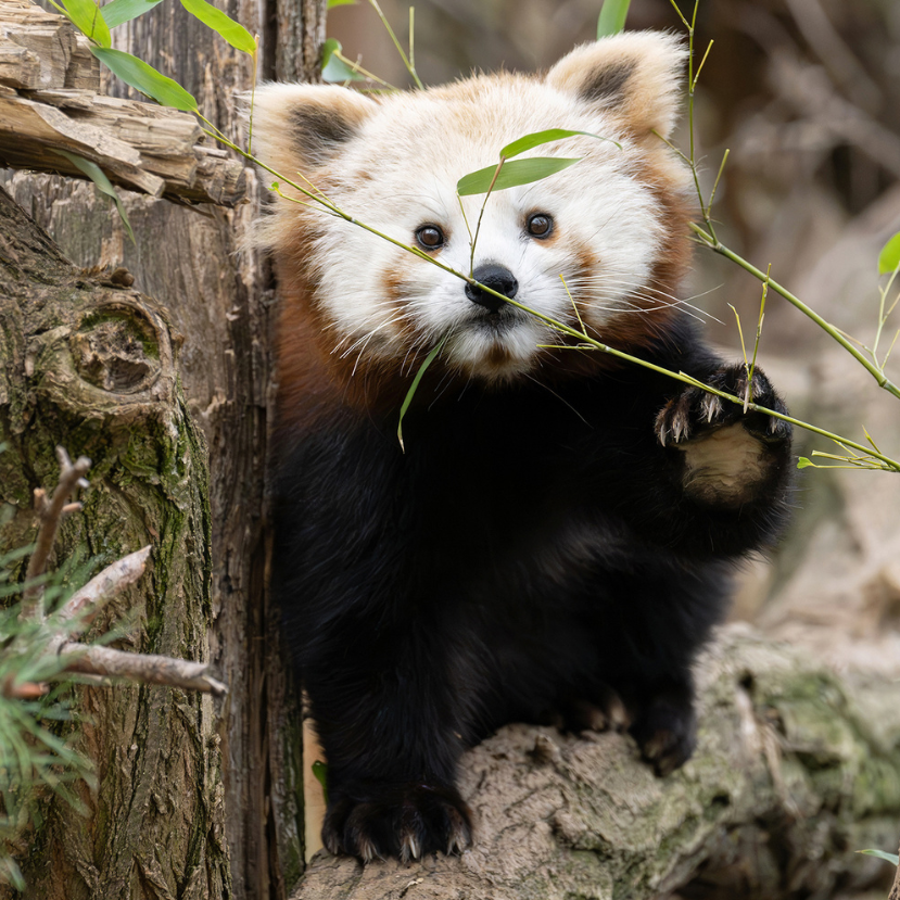Állati hírek Bécsből