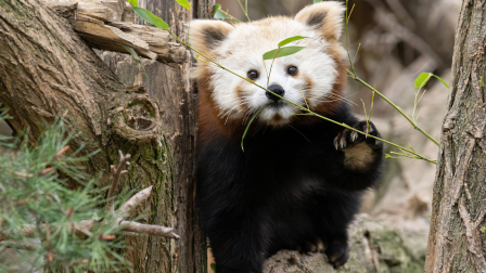 Állati hírek Bécsből