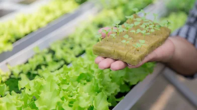 Termőföld sem kell, ha vízben termesztjük a növényeket