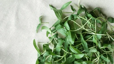 Farm a negyediken – Mire van szükségünk mikrozöldek termesztéséhez? – 2. rész