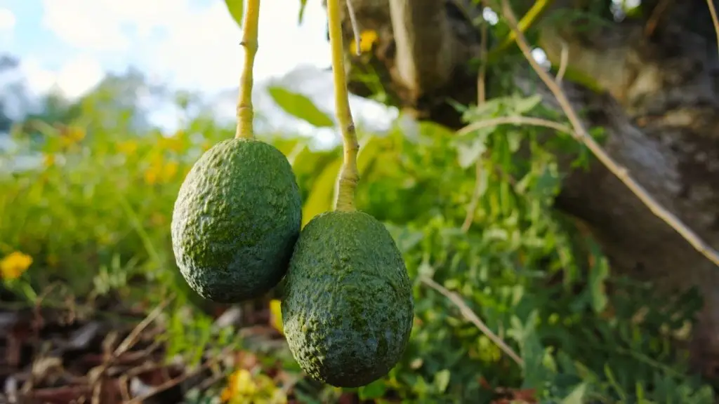 avokado avokádóavokado gyumolcs