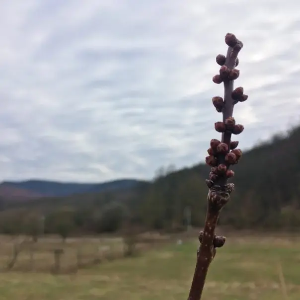 A kezdő vidéki februárja