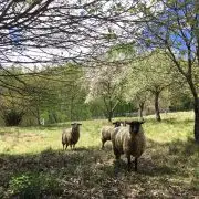 A kezdő vidéki tavaszi naplója