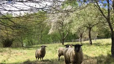 A kezdő vidéki tavaszi naplója