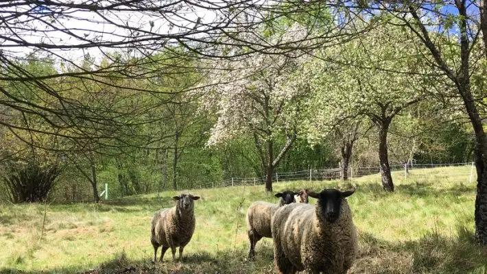 A kezdő vidéki tavaszi naplója