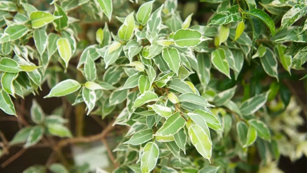 ficus benjamina szobanövény