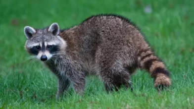 Megjelentek a mosómedvék Magyarországon?