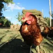 Foglalj tyúkot, egyél boldog tojást!