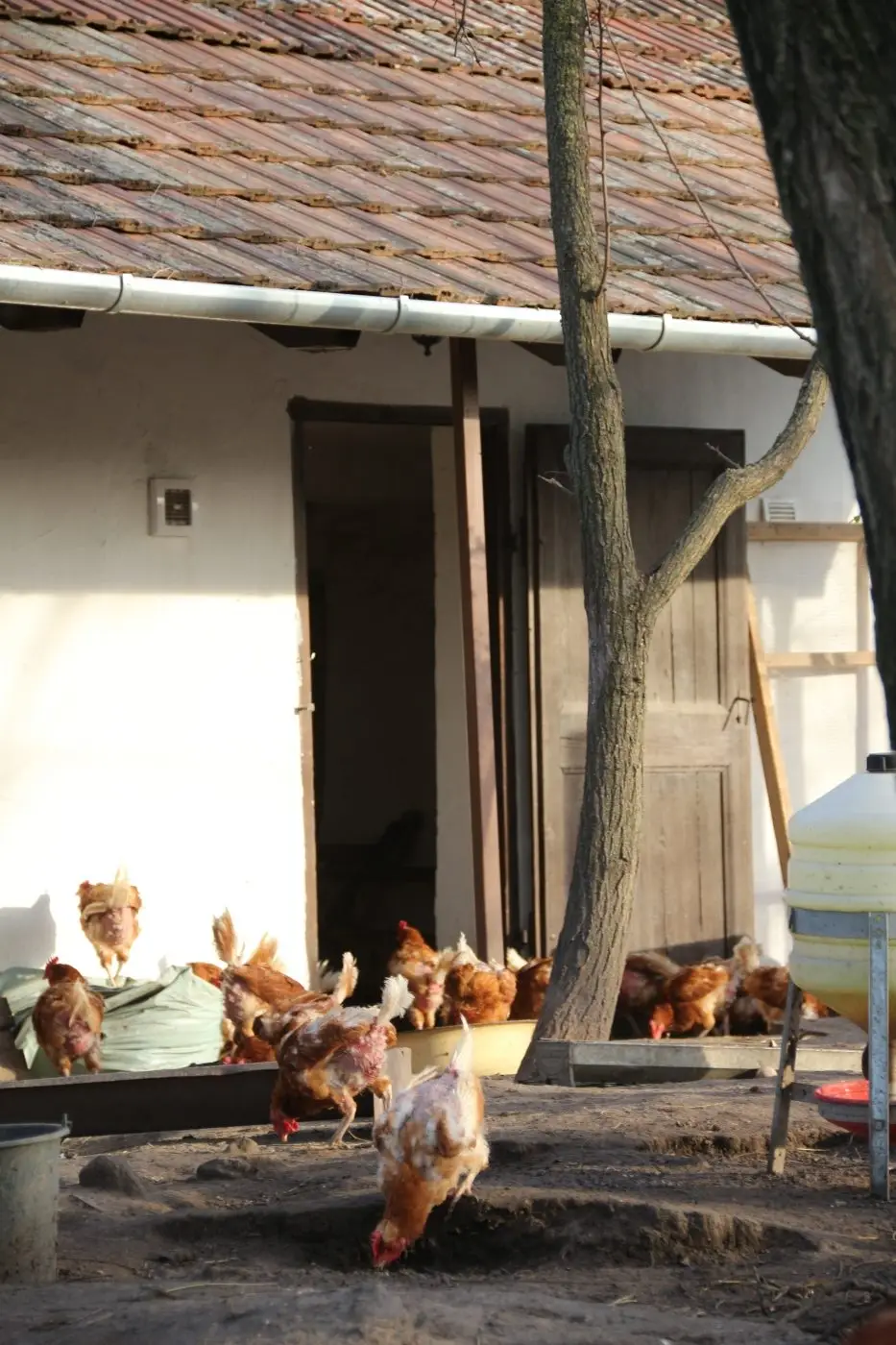 kapirgáló tyúkok