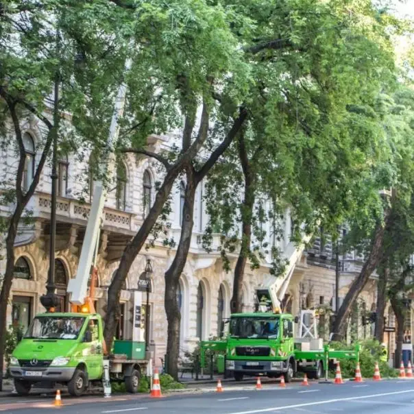 Városi fák a frontvonalban