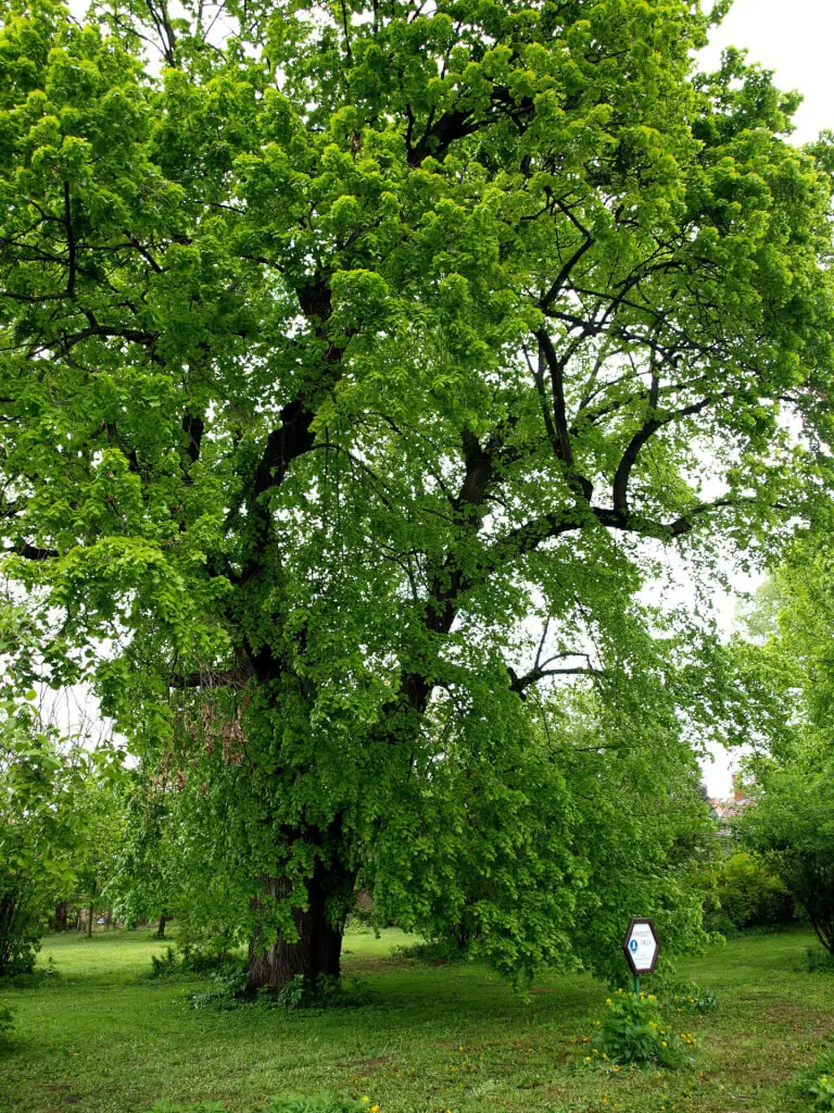 főkert
