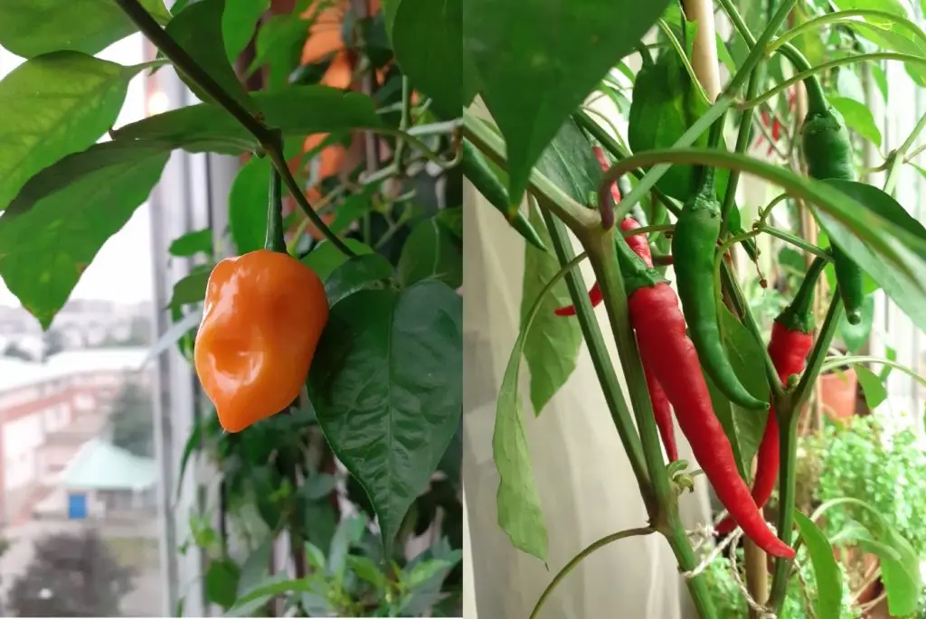chilipaprika termesztés az ablakban
